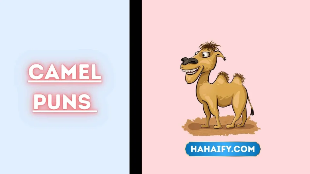 Camel Puns